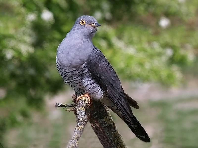 Cuculus canorus